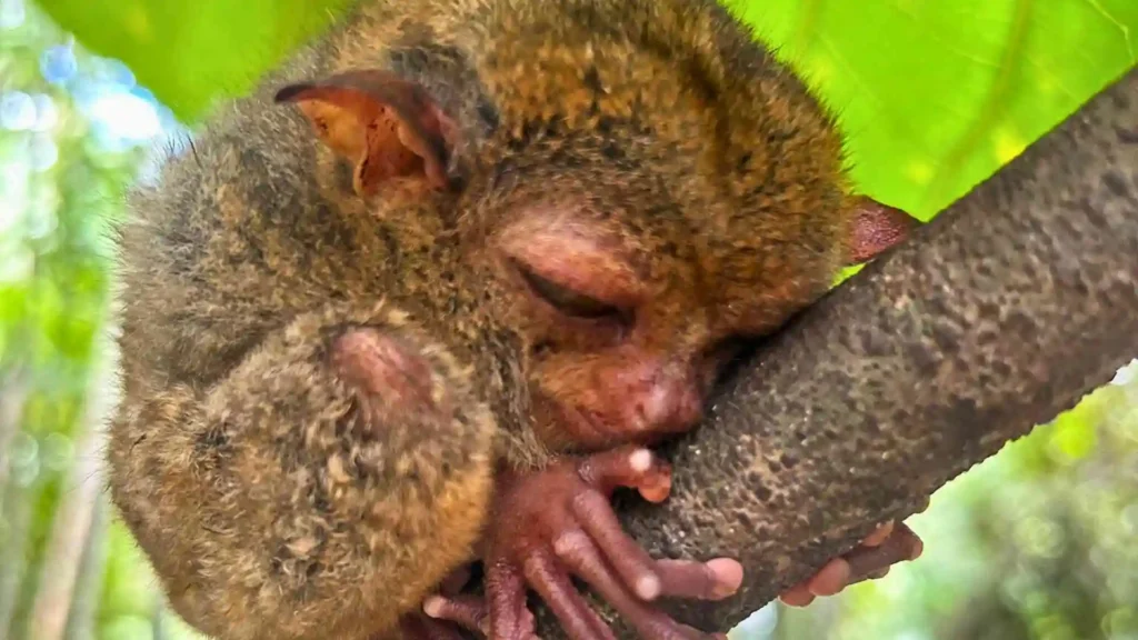 Countryside Tour - A small, brown tarsier is asleep, hugging a tree branch with its eyes closed and limbs gripping tightly. Its tiny fingers and toes are wrapped around the branch, and the background is a blurry green, suggesting a leafy environment.