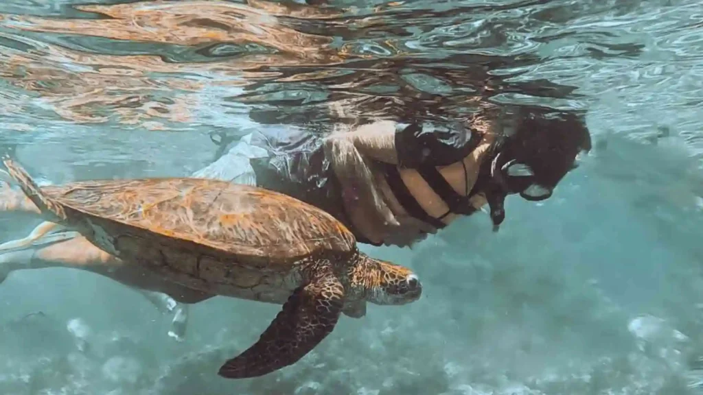 Island Hopping Tour - A person snorkels underwater alongside a sea turtle. The person is wearing a snorkel mask and swimwear. The clear blue water allows a vivid view of the turtle's shell and the underwater scenery.