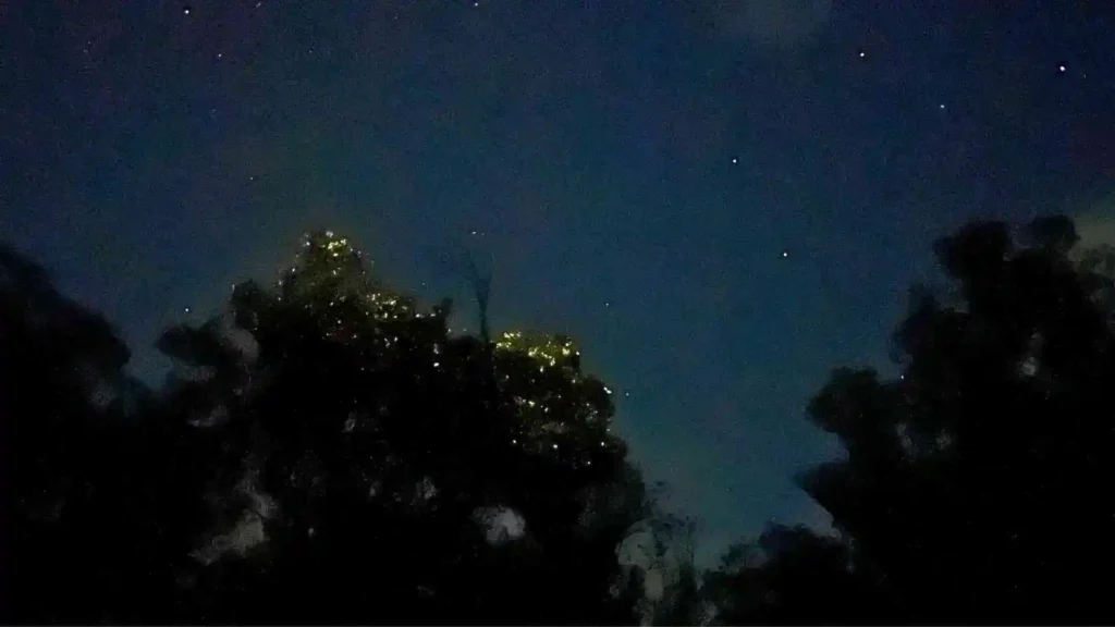 Firefly Watching Tour - A nighttime sky filled with stars above silhouettes of trees. The tops of the trees are illuminated by small yellow glowing lights, resembling fireflies. The overall atmosphere is calm and serene.