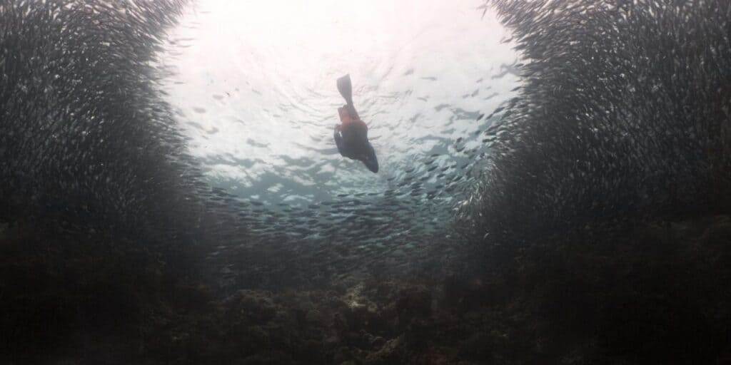 Underwater view of a diver surrounded by a large school of fish. The diver is swimming upwards towards the water's surface, creating a silhouette against the light. The fish form a tunnel-like shape around the diver, with the sea floor visible below.