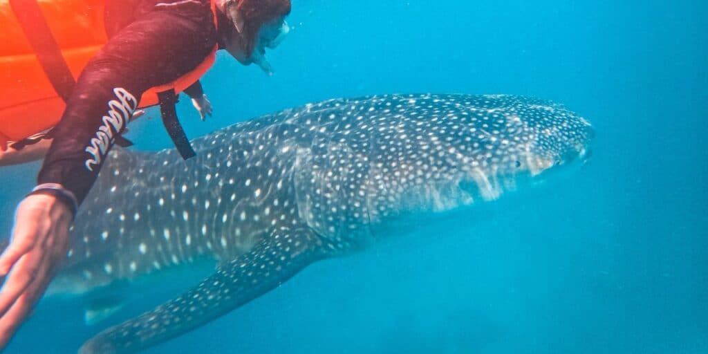 A snorkeler in a wetsuit and life jacket swims close to a large whale shark in clear blue water. The whale shark has a distinctive spotted pattern on its back. The snorkeler extends an arm, possibly reaching out to touch the shark.