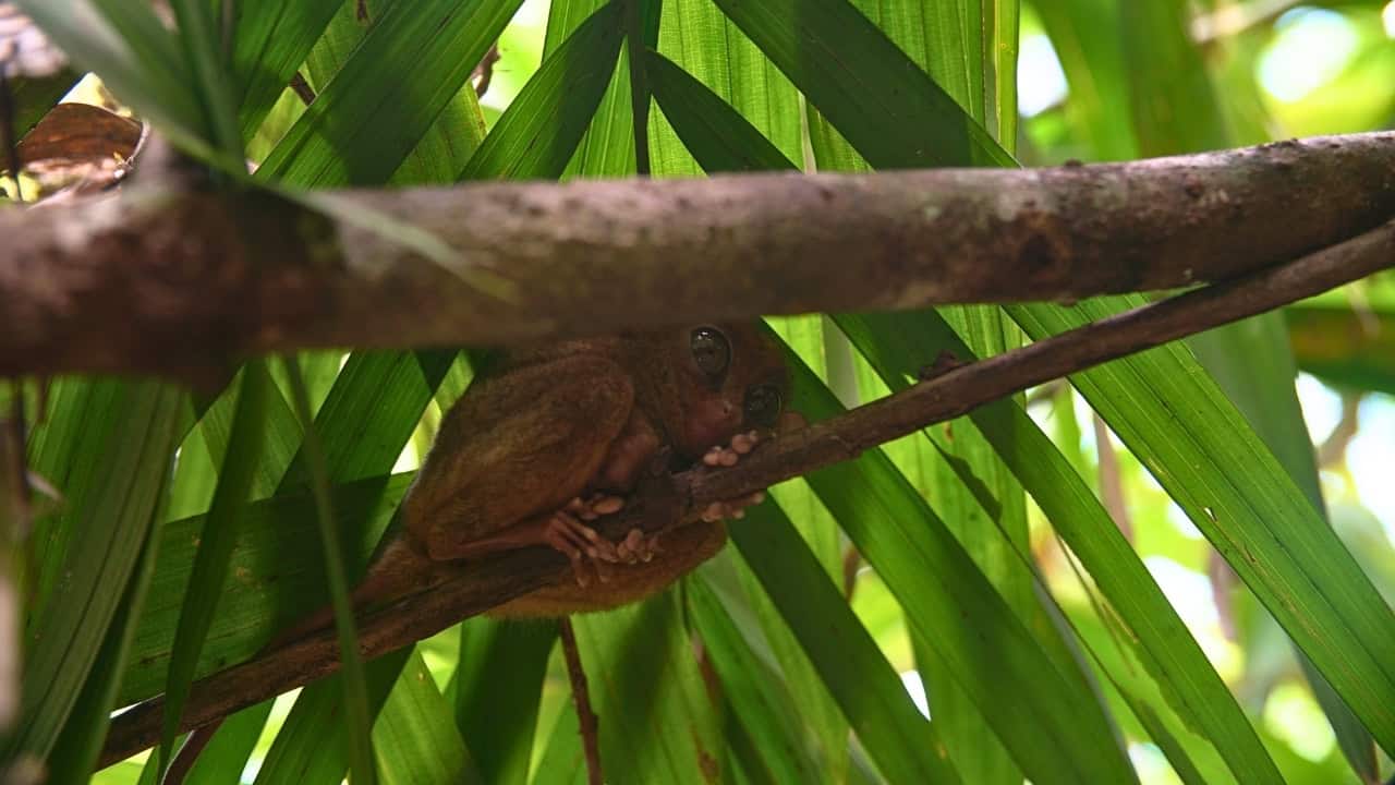 Philippine tarsier perched on a tree branch in Bohol sanctuary