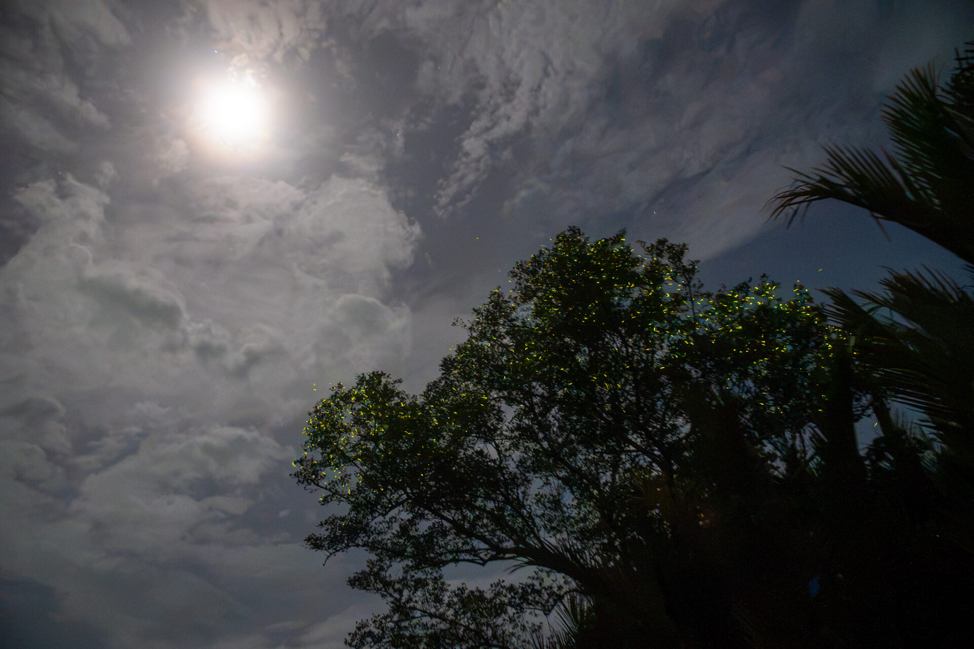 Fireflies illuminating mangrove trees beneath the moonlit sky during the Abatan Community Life Tour in Bohol Island Geopark.