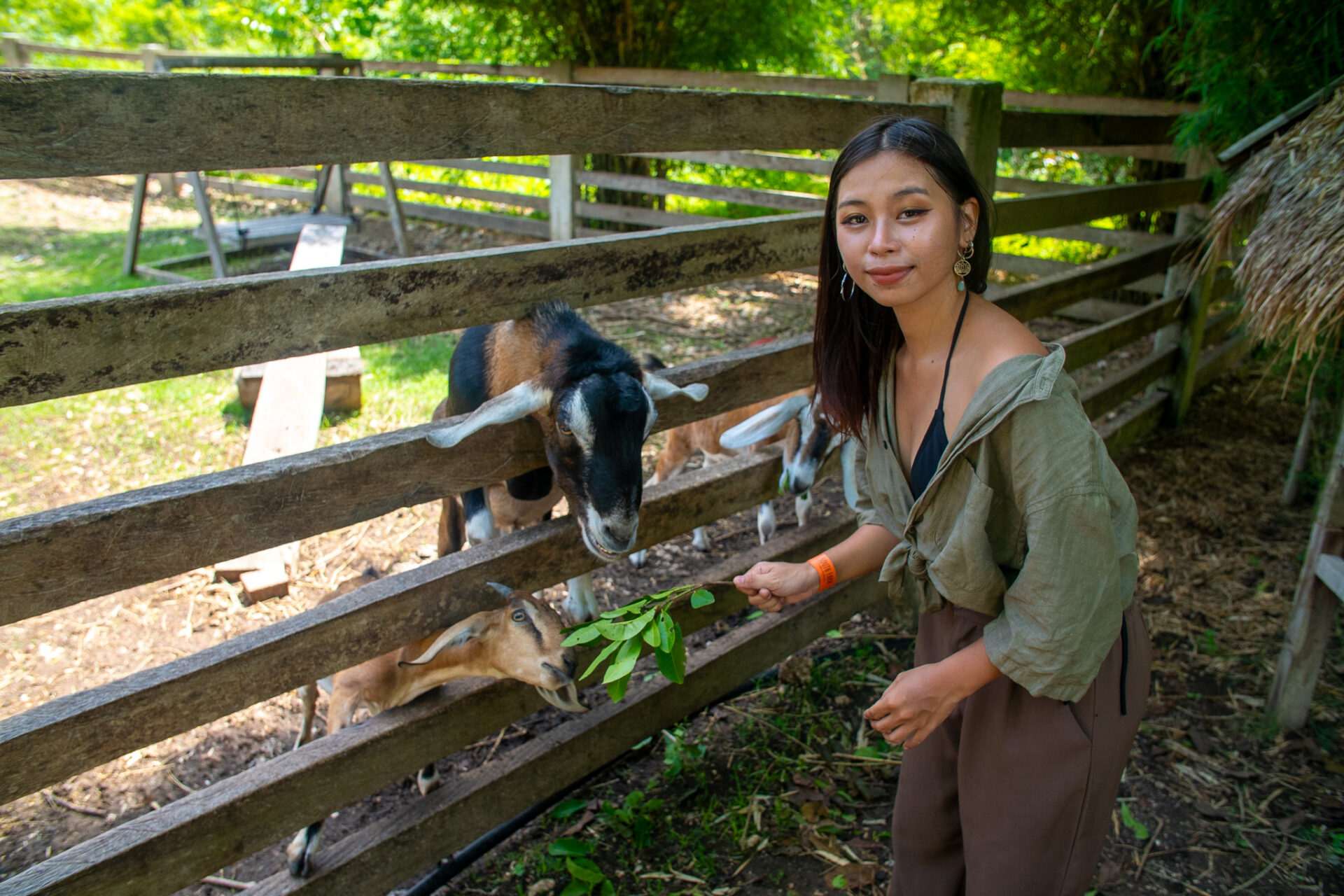 Visitor feeding goats during a farm experience at South Farm Panglao in Bohol, Philippines.