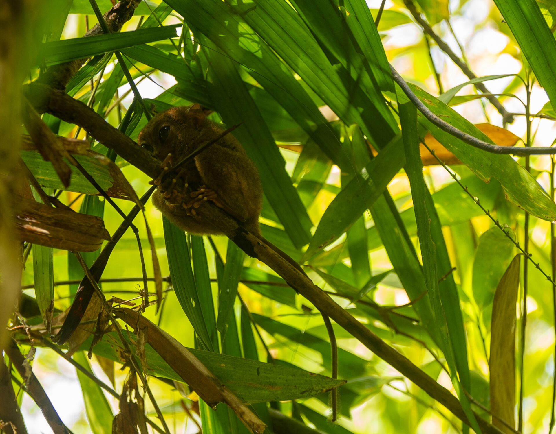 A Philippine tarsier resting quietly on a tree branch inside its natural forest habitat in Bohol.