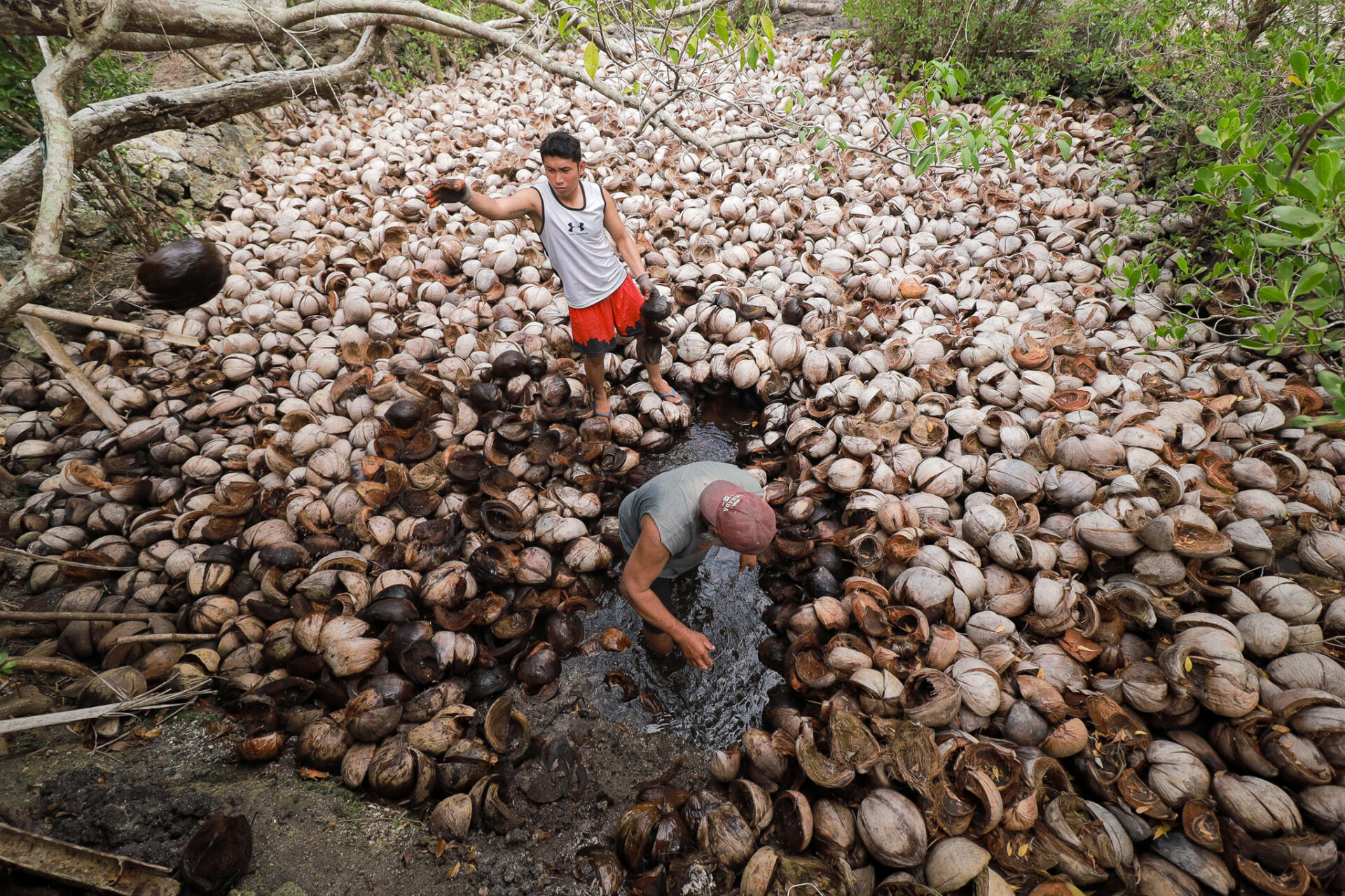 Local artisans collecting coconut husks used in the traditional production of Asin Tibuok, Bohol’s famous artisanal sea salt.
